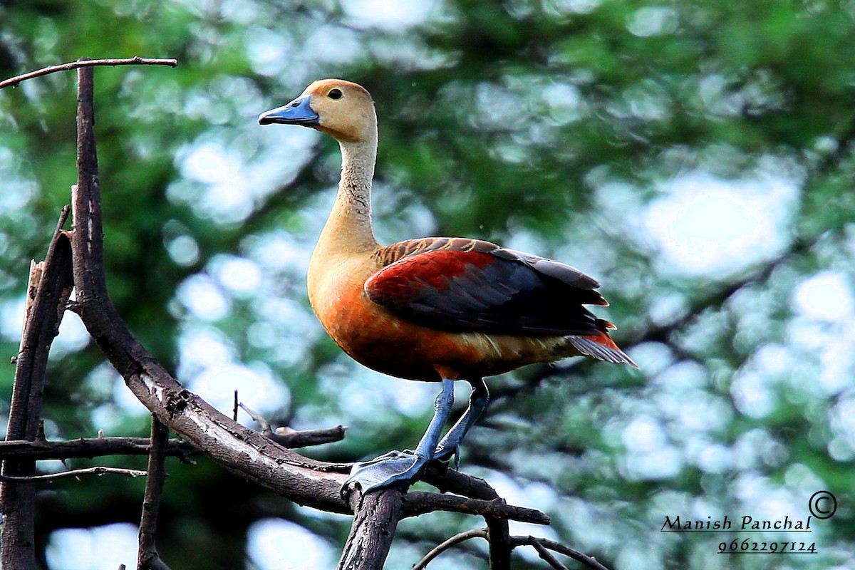 Lesser Whistling-Duck - Manish Panchal