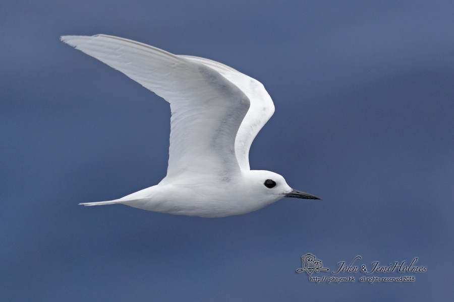 White Tern (Atlantic) - John and Jemi Holmes