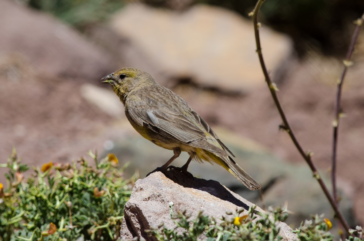 Greater Yellow-Finch - ML205939831