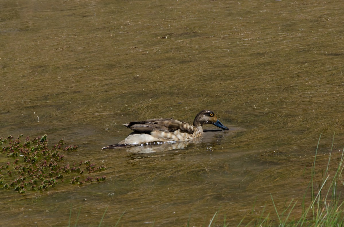 Crested Duck - ML205939861