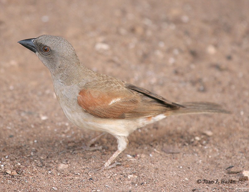 Northern Gray-headed Sparrow - Juan José  Bazan Hiraldo