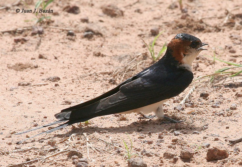 Red-rumped Swallow (West African) - Juan José  Bazan Hiraldo