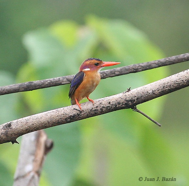 African Pygmy Kingfisher - ML205940081
