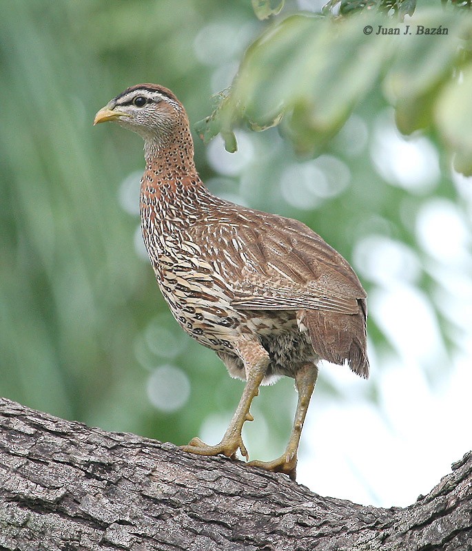 Double-spurred Francolin - ML205940121