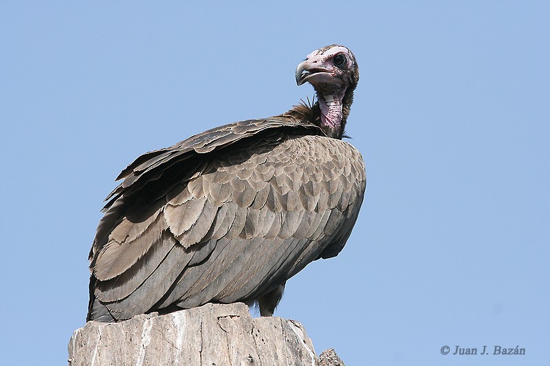 Hooded Vulture - ML205940211