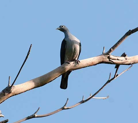 Spectacled Imperial-Pigeon - Mehd Halaouate