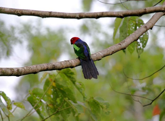 Papuan King-Parrot - Mehd Halaouate