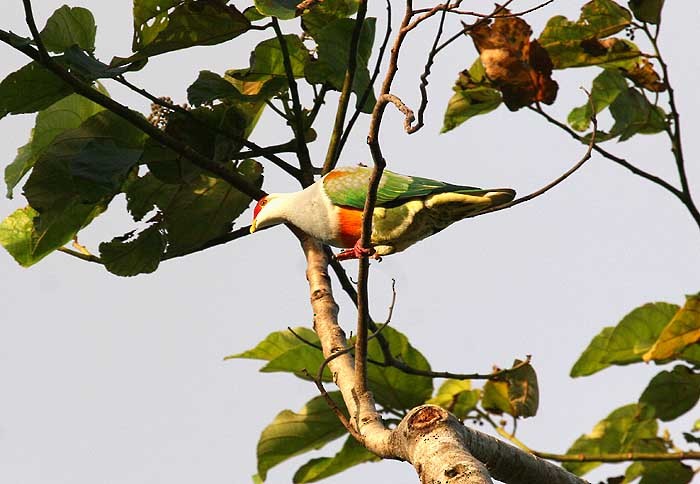 Wallace's Fruit-Dove - Mehd Halaouate