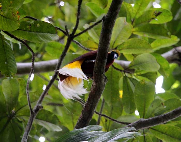 Lesser Bird-of-Paradise - Mehd Halaouate