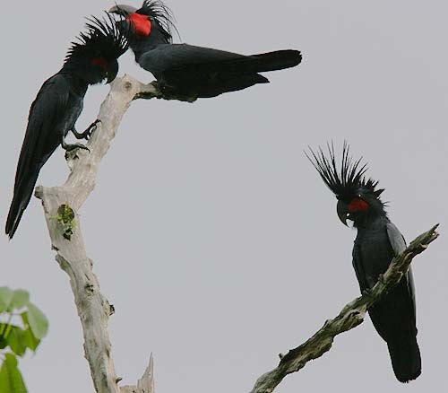 Palm Cockatoo - eBird