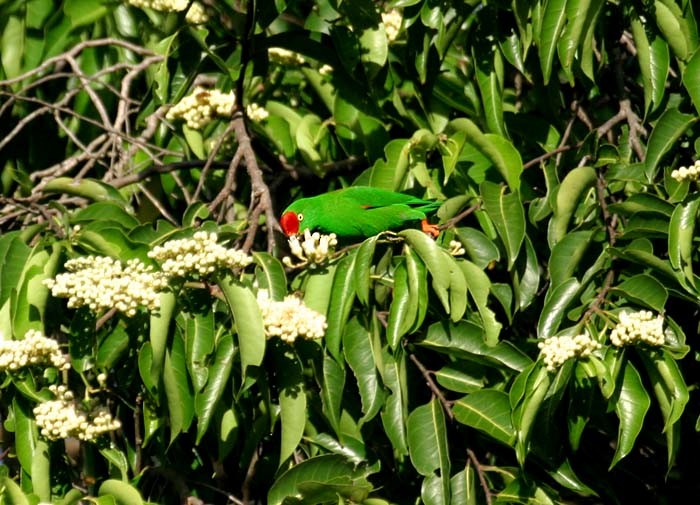 Sulawesi Hanging-Parrot - Mehd Halaouate