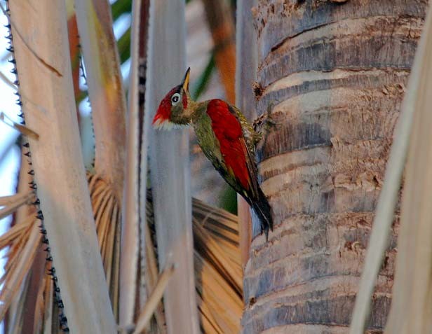 Crimson-winged Woodpecker - Mehd Halaouate