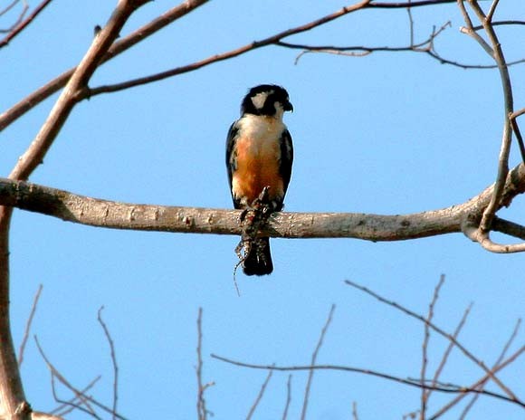 Black-thighed Falconet - Mehd Halaouate