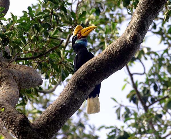 Knobbed Hornbill - Mehd Halaouate
