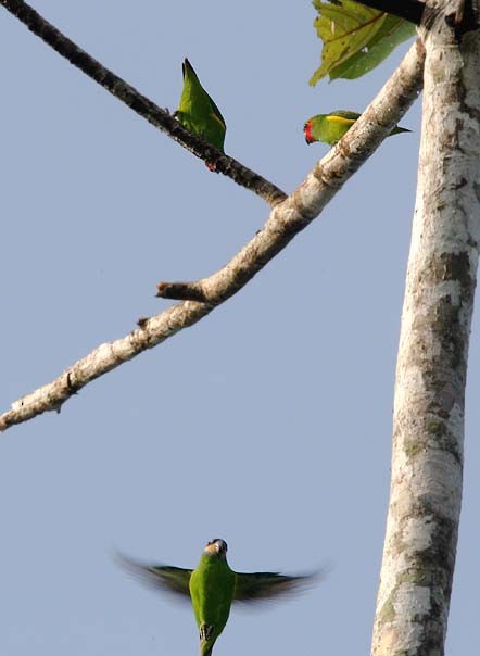 Double-eyed Fig-Parrot (Double-eyed) - Mehd Halaouate