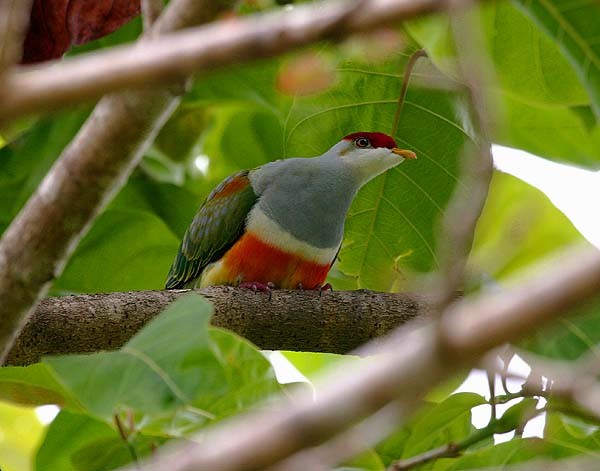 Wallace's Fruit-Dove - Mehd Halaouate