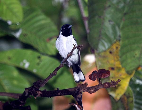 Spot-winged Monarch - Mehd Halaouate