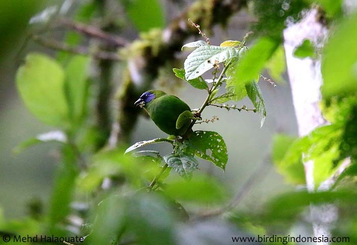 Blue-faced Parrotfinch - Mehd Halaouate