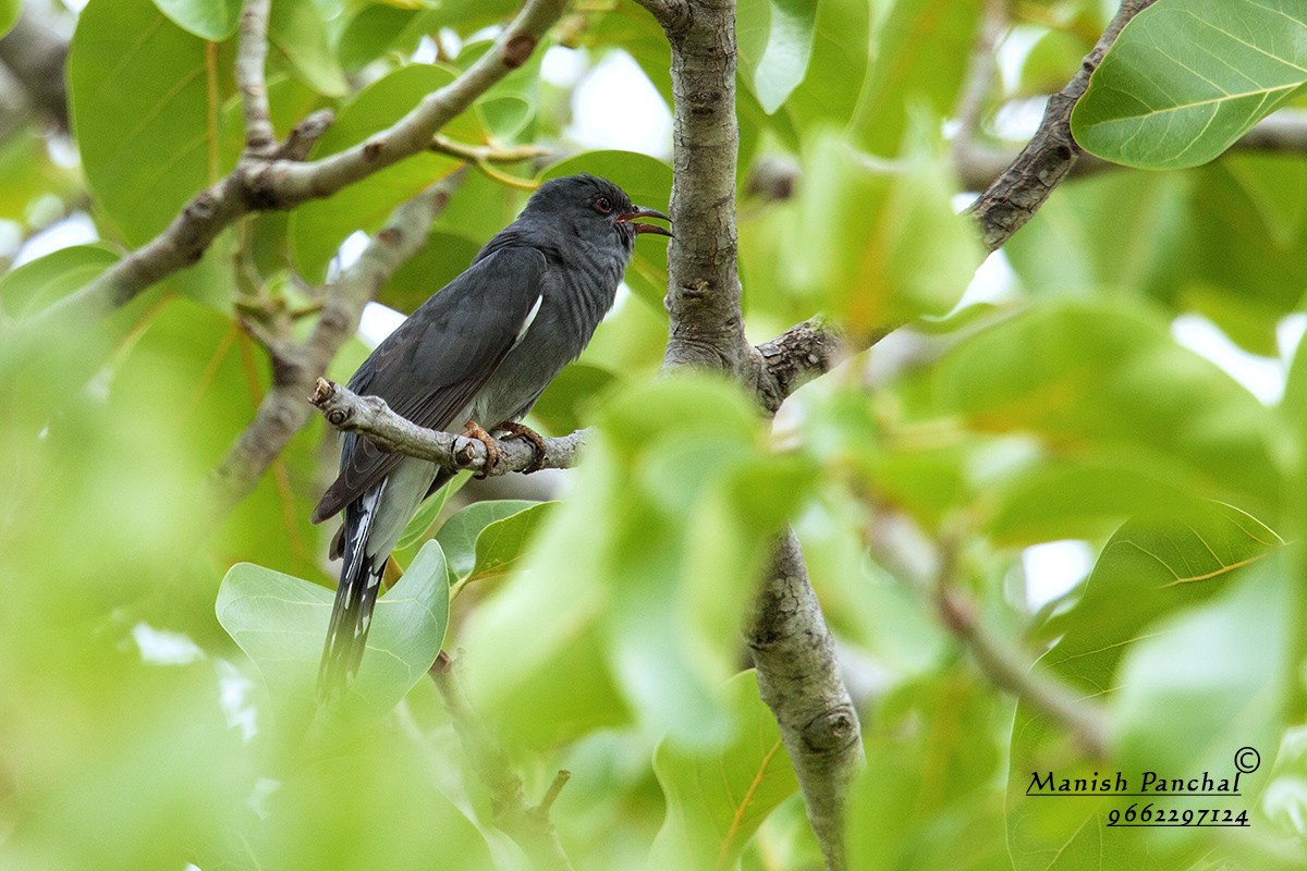 Gray-bellied Cuckoo - ML205941561