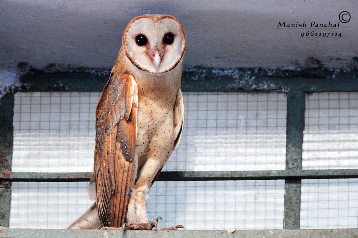 Barn Owl - Manish Panchal