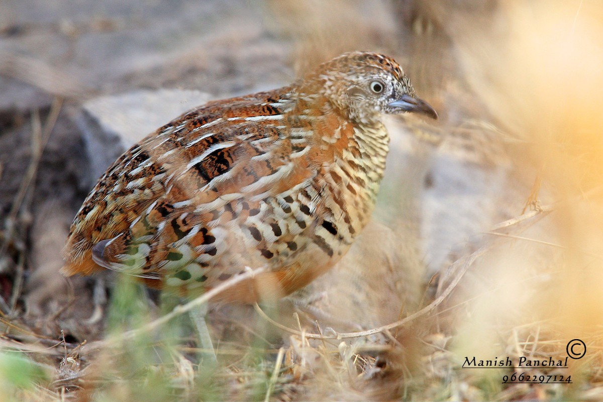 Barred Buttonquail - Manish Panchal