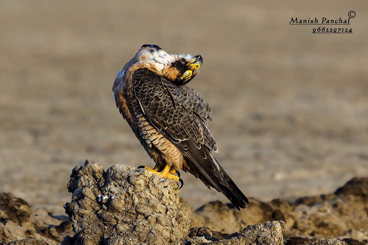 Peregrine Falcon (Shaheen) - Manish Panchal