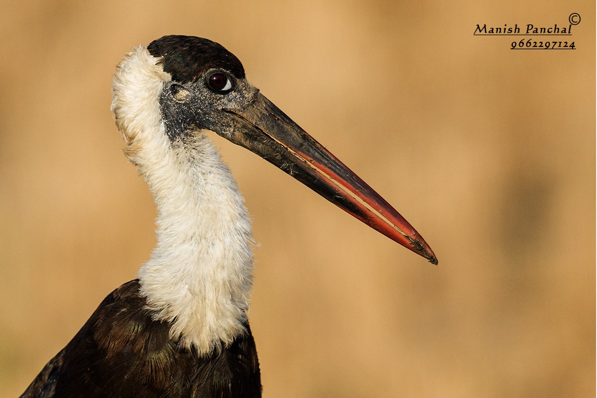 Asian Woolly-necked Stork - Manish Panchal