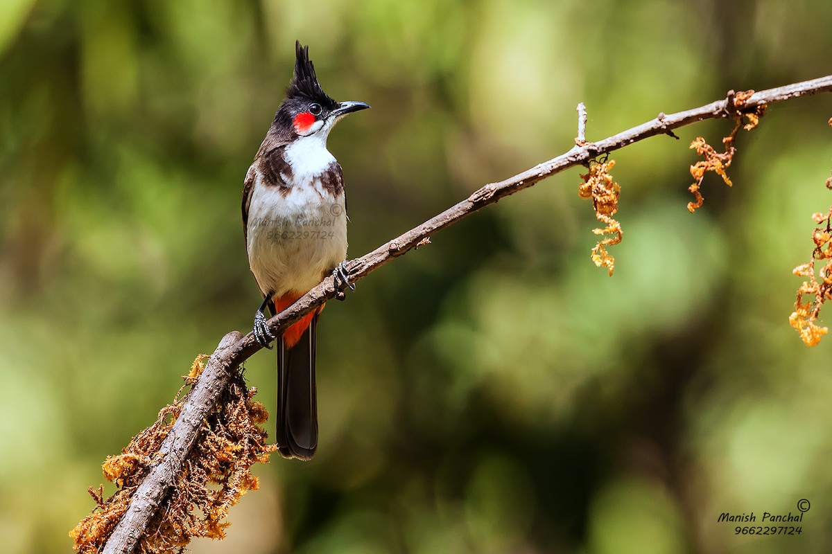 Red-whiskered Bulbul - Manish Panchal