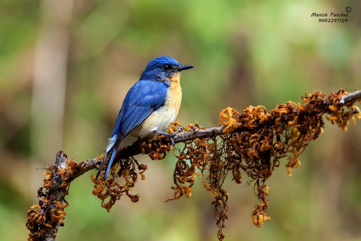 Tickell's Blue Flycatcher - Manish Panchal