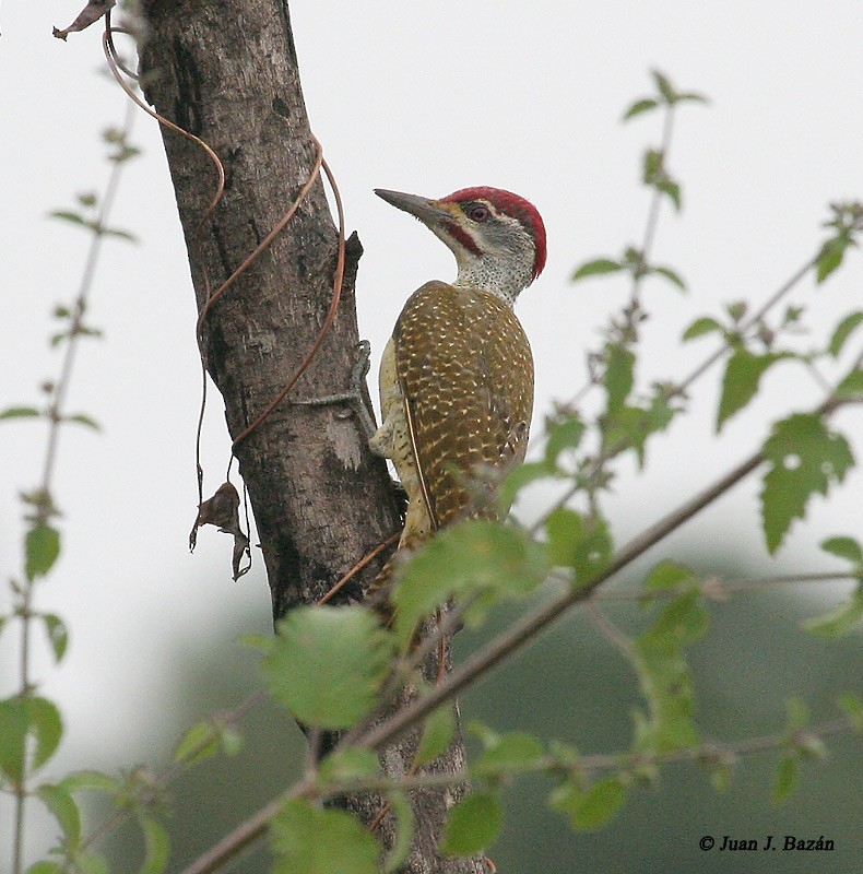 Fine-spotted Woodpecker - ML205942231