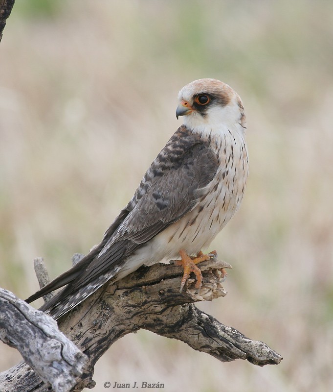 Red-footed Falcon - ML205942291
