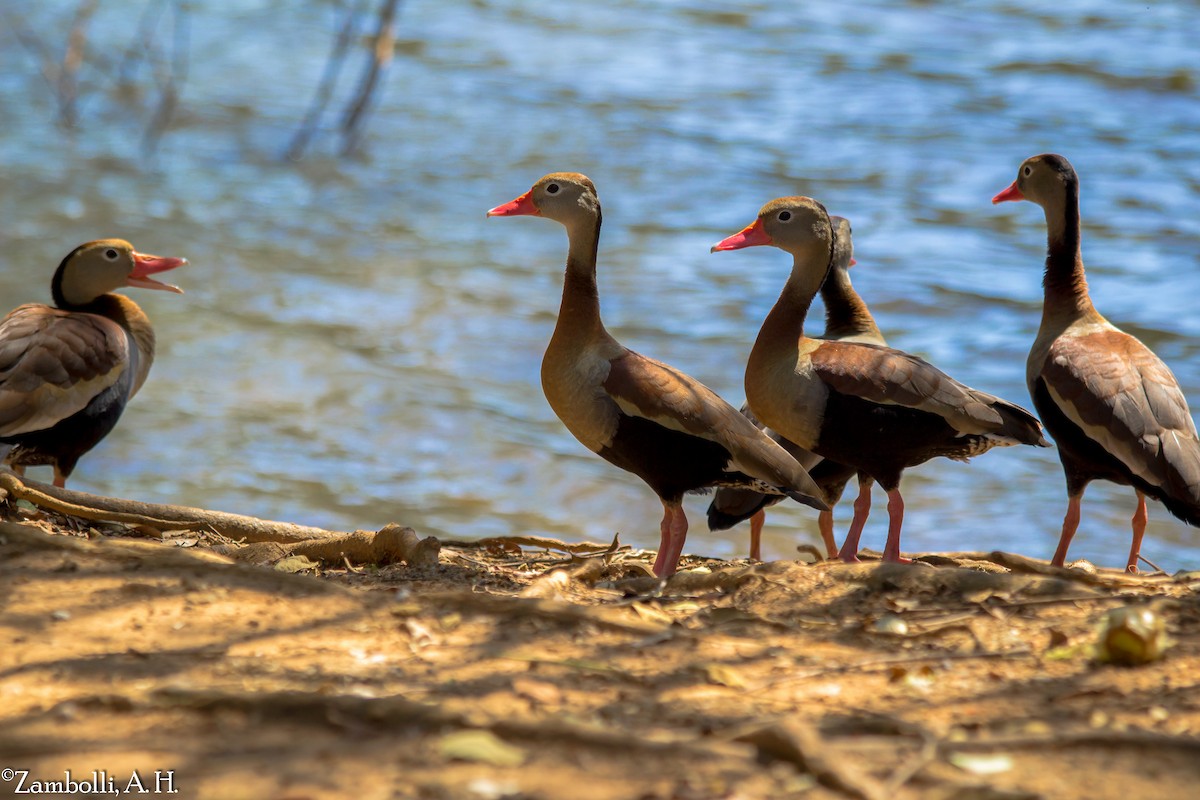 Black-bellied Whistling-Duck - André  Zambolli