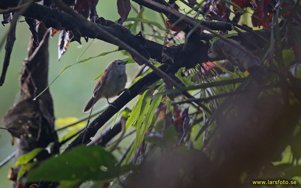 Crescent-chested Babbler - ML205943541