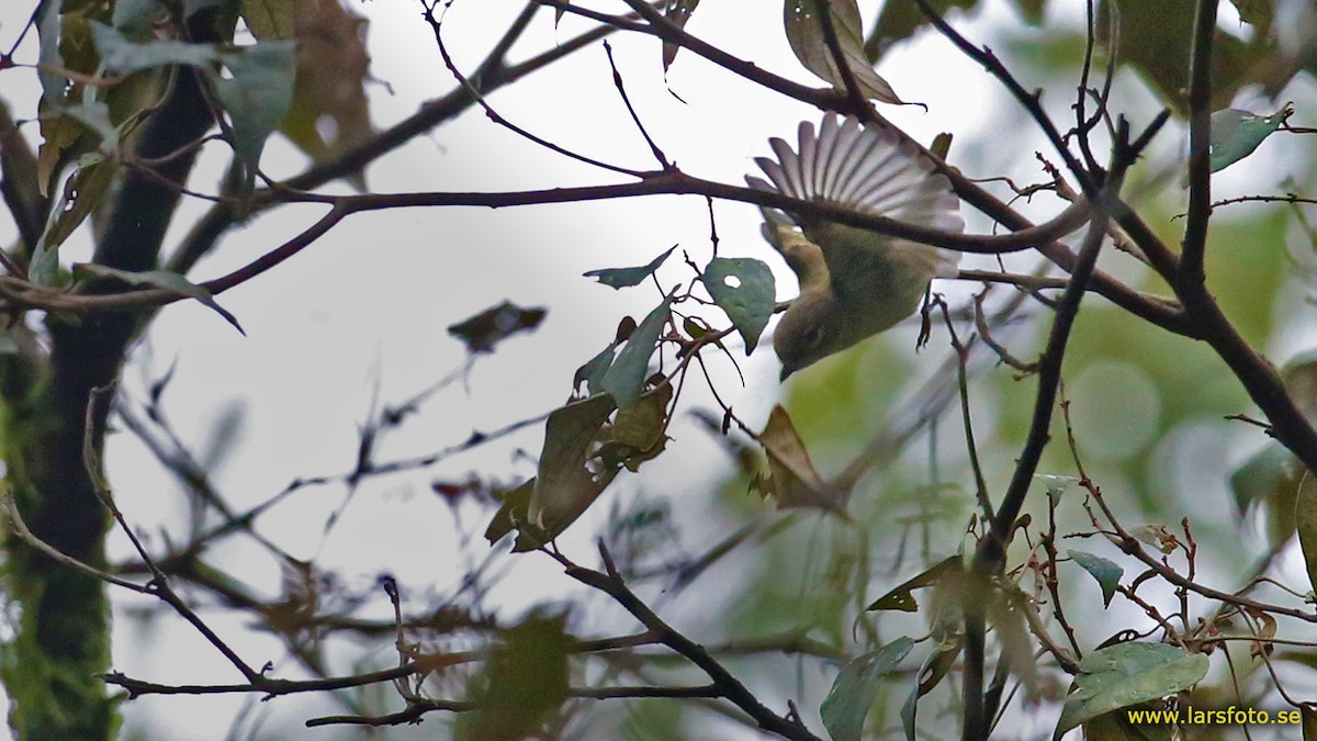 Trilling Shrike-Babbler - Lars Petersson | My World of Bird Photography