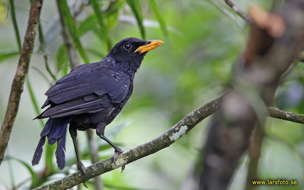 Blue Whistling-Thrush (Yellow-billed) - Lars Petersson | My World of Bird Photography