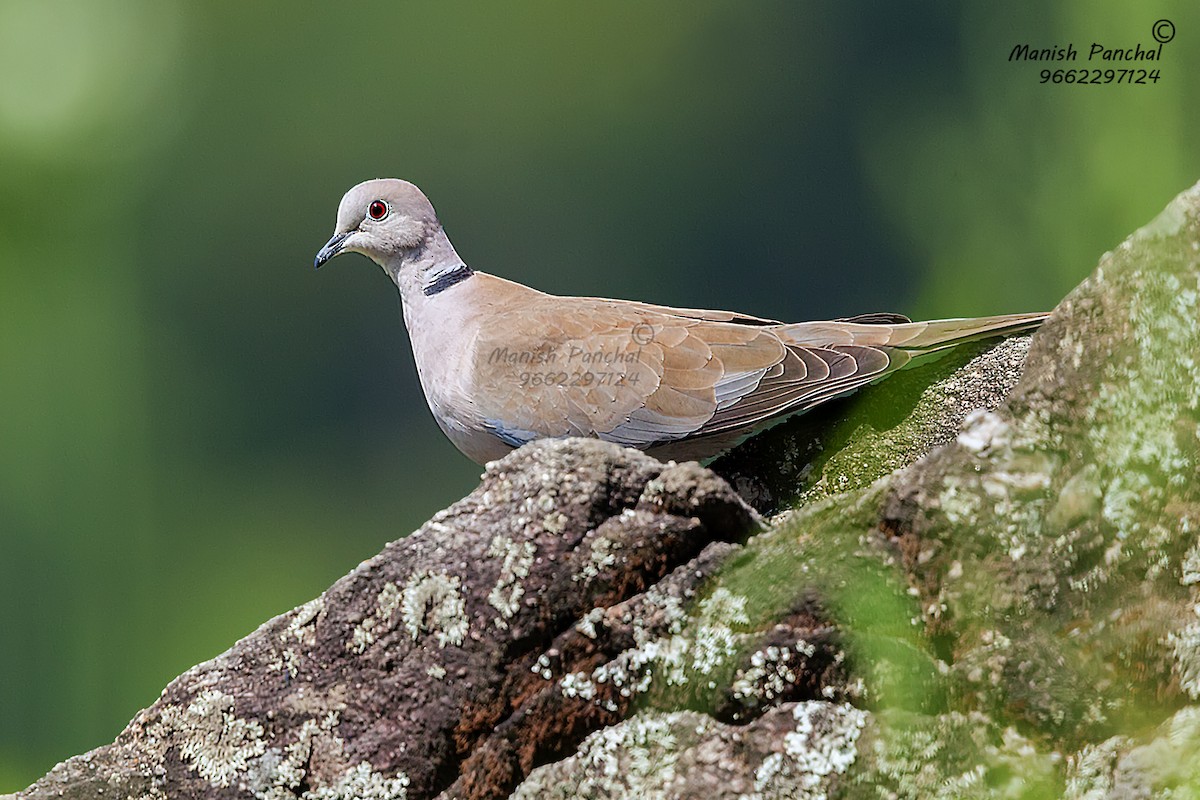 Eurasian Collared-Dove - ML205944001