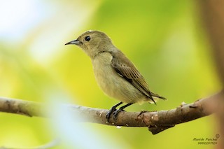 Plain Flowerpecker - Dicaeum minullum - Birds of the World