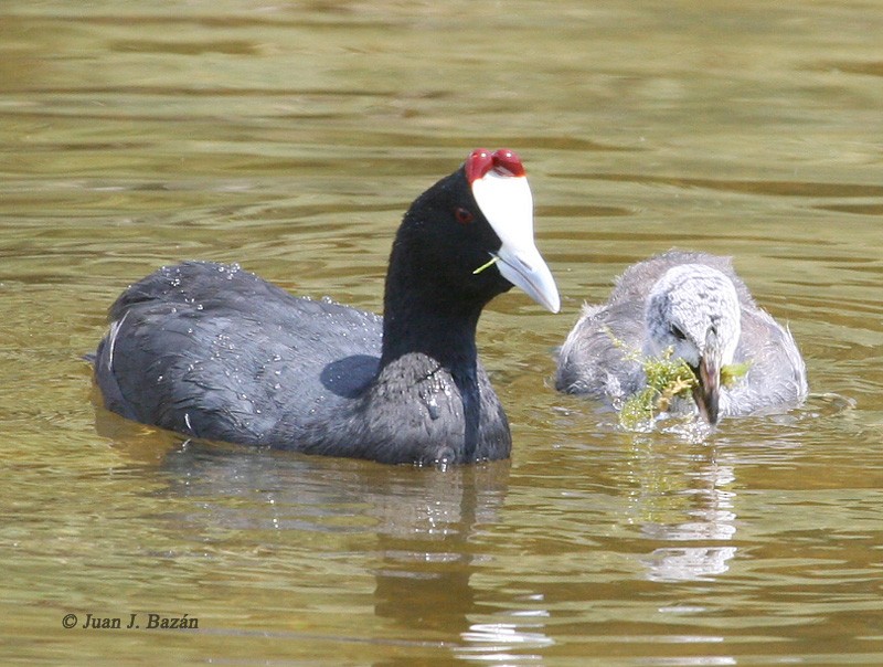 Red-knobbed Coot - ML205944431