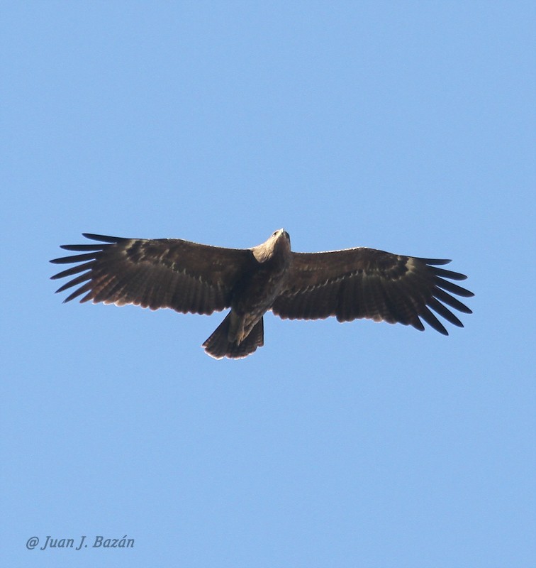 Lesser Spotted Eagle - ML205944991