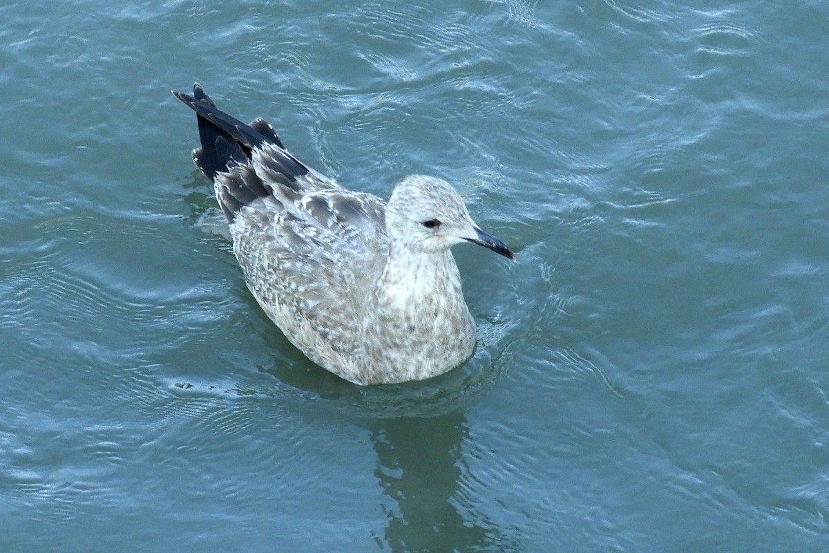Lesser Black-backed Gull - Joseph Hollick