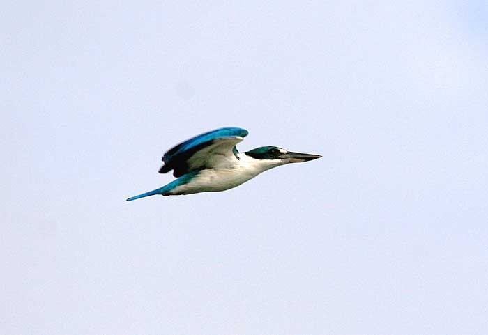 Collared Kingfisher (Collared) - Mehd Halaouate