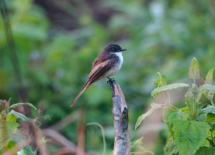 Cinnamon-tailed Fantail - Mehd Halaouate