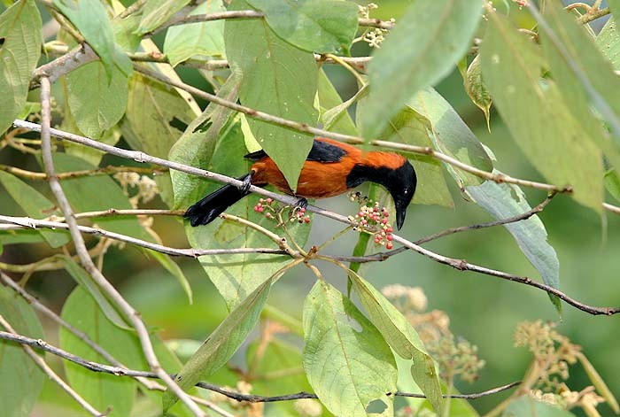 Hooded Pitohui - Mehd Halaouate