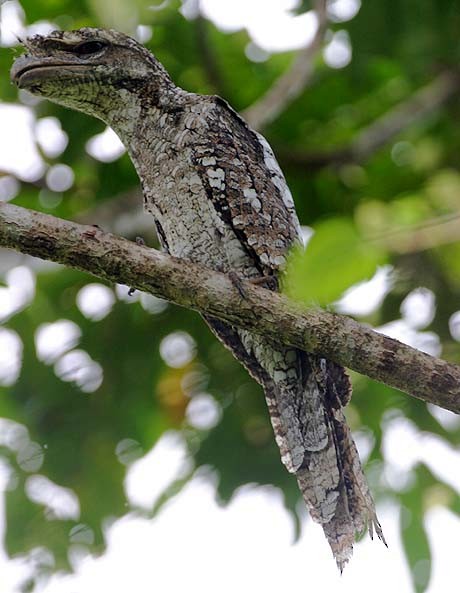 Papuan Frogmouth - Mehd Halaouate