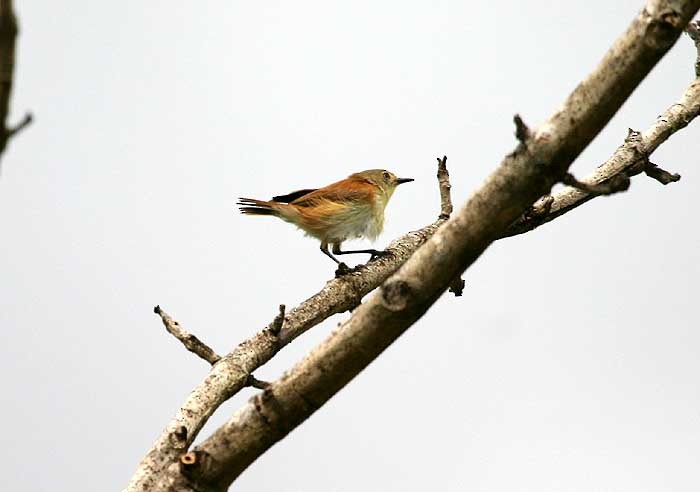 Rufous-sided Gerygone - Mehd Halaouate
