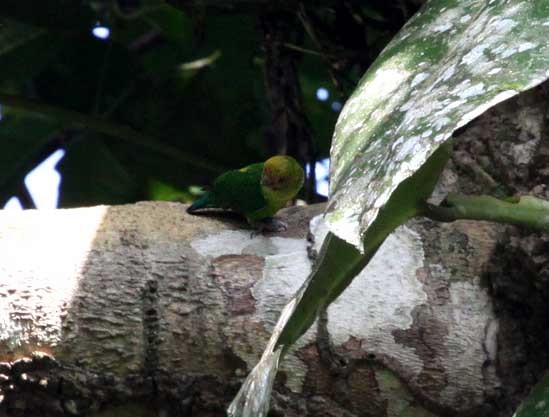 Yellow-capped Pygmy-Parrot - ML205946261
