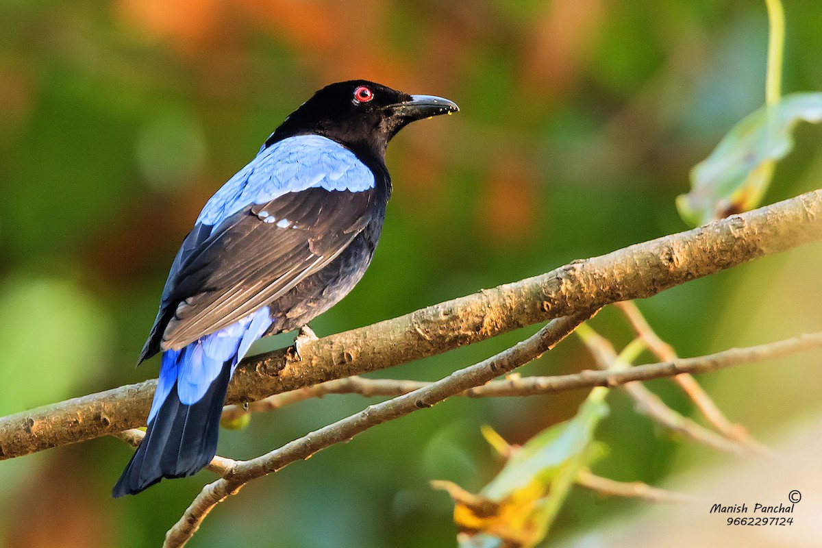 Asian Fairy-bluebird - Manish Panchal