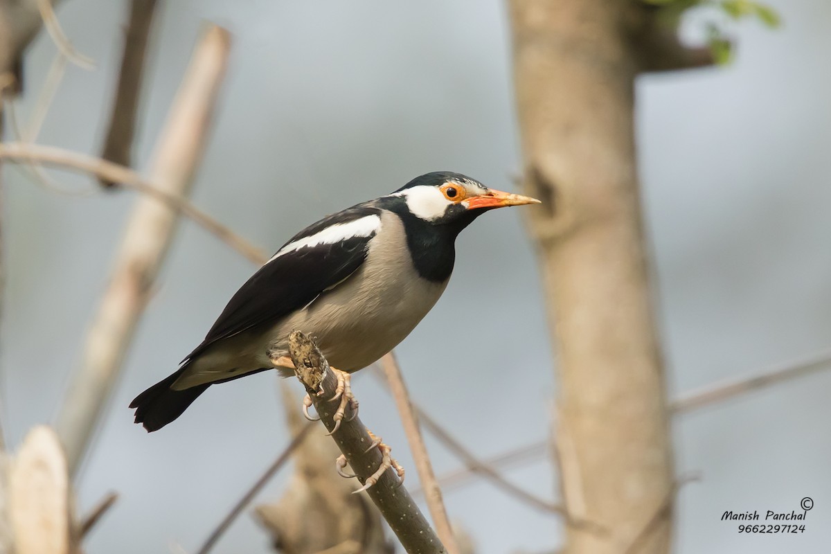 Indian Pied Starling - ML205946311