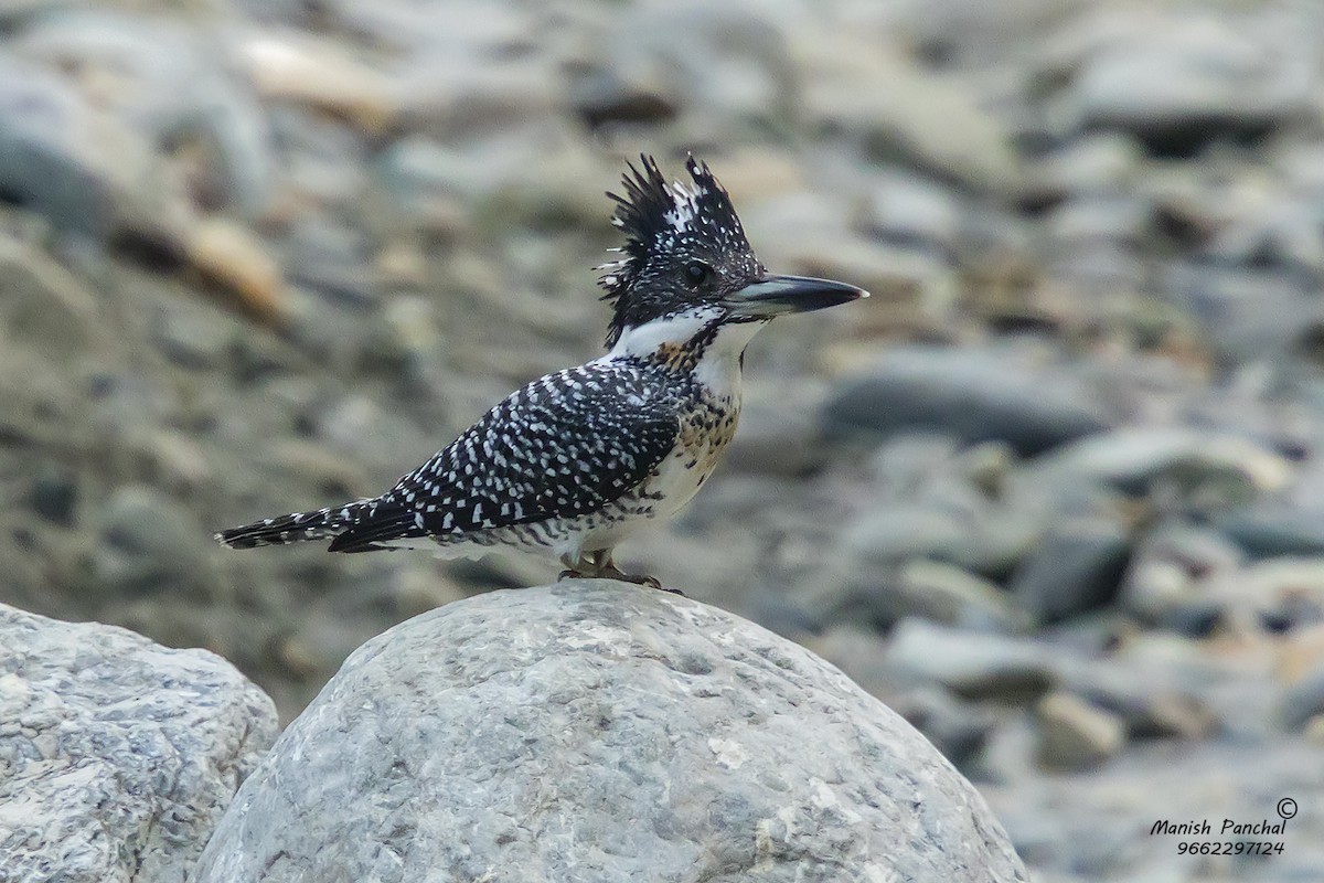 Crested Kingfisher - ML205946421