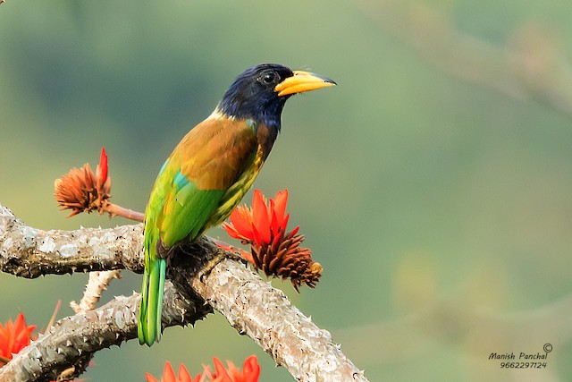 Great Barbet - eBird